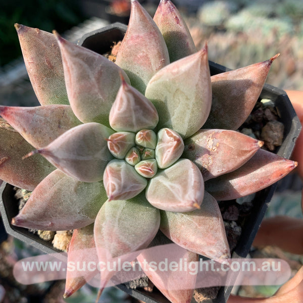 Echeveria Proxima Centauri 比邻星 Succulents Delight New Hybrid