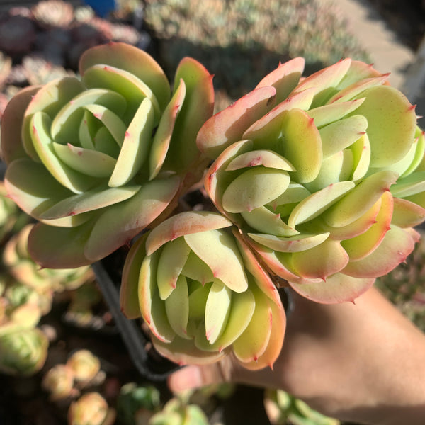 Echeveria Peach Pride 碧桃