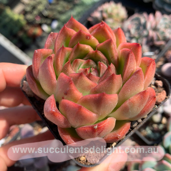 Echeveria Alba Jelly 阿尔巴果冻