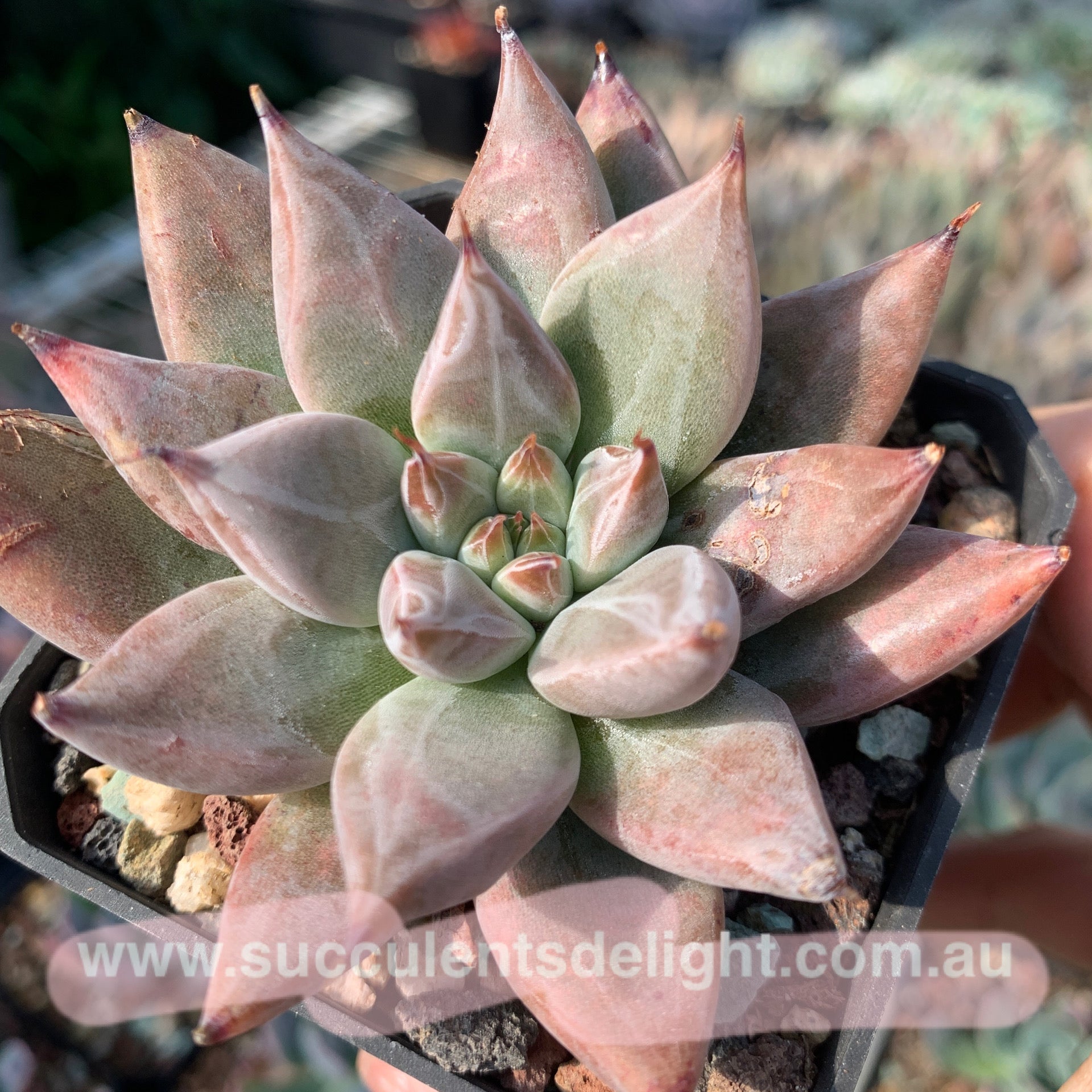 Echeveria Proxima Centauri 比邻星 Succulents Delight New Hybrid