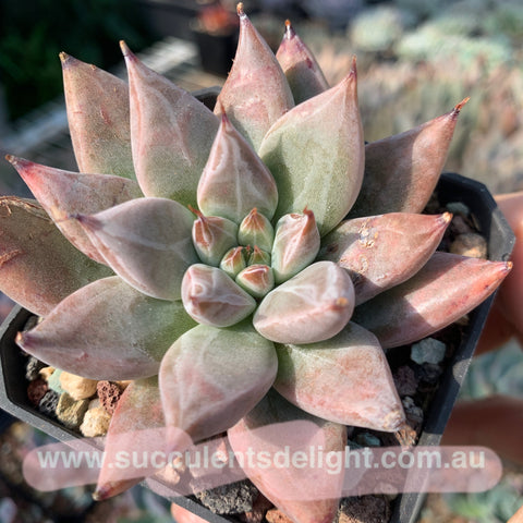 Echeveria Proxima Centauri 比邻星 Succulents Delight New Hybrid