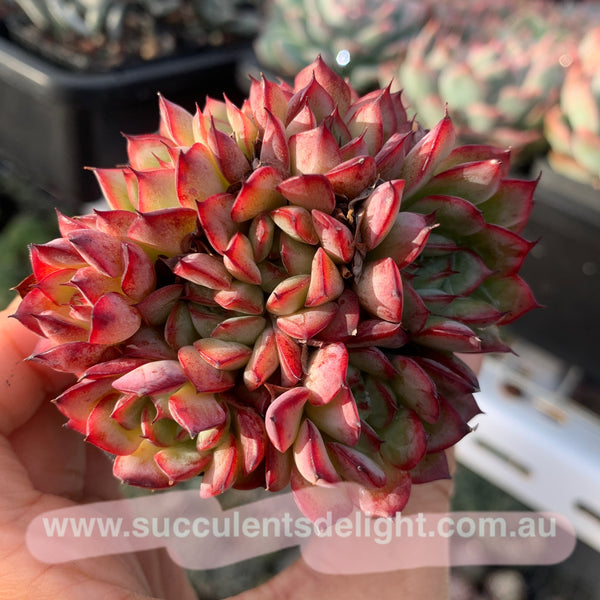 Echeveria Fairy Kiss 妖精之吻