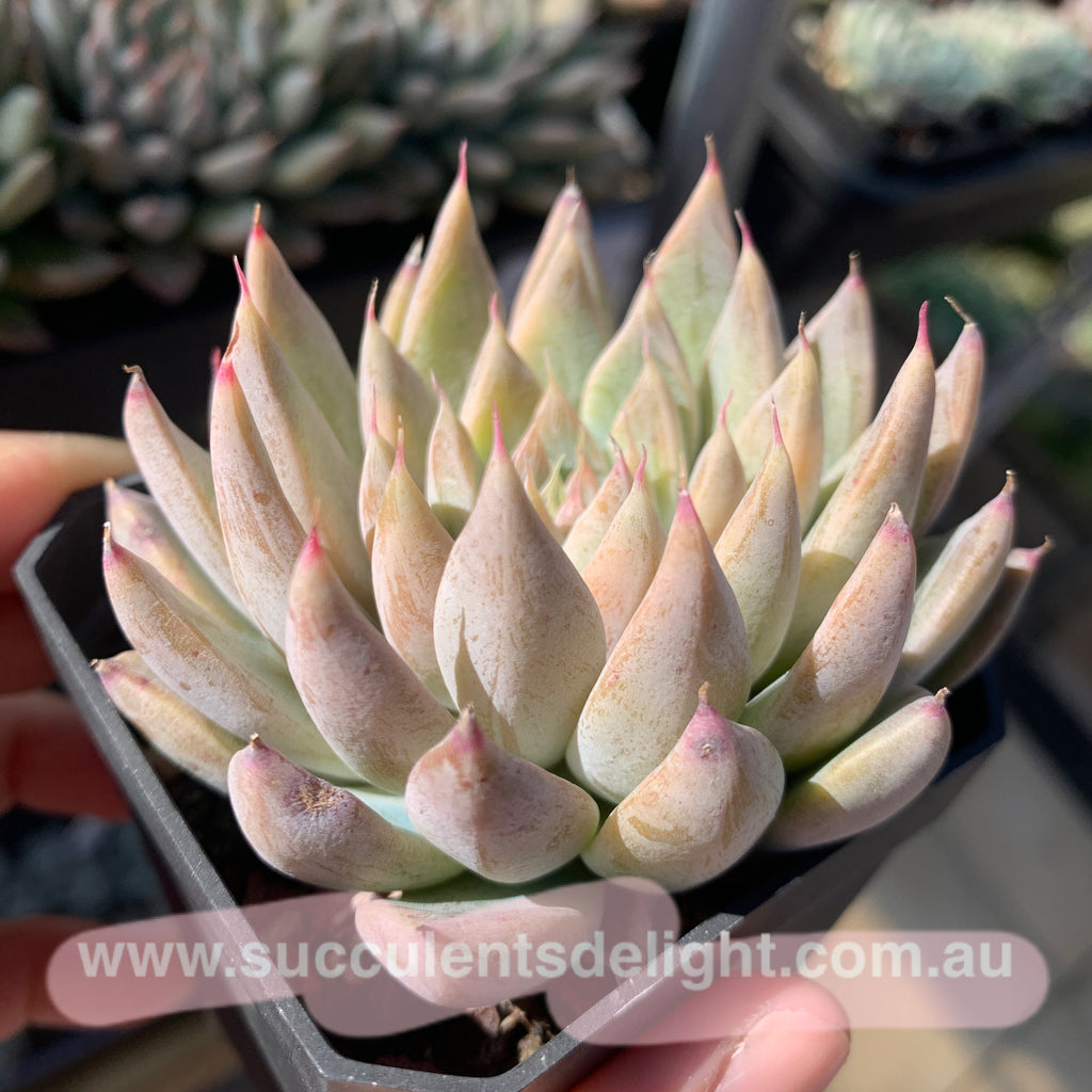 Graptoveria 'white dew錦/白露錦 色斑入り 多肉植物 - メルカリ