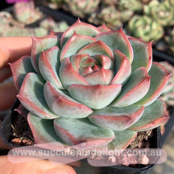 Echeveria Peach Grove 桃林 Succulents Delight 2022 New Hybrid