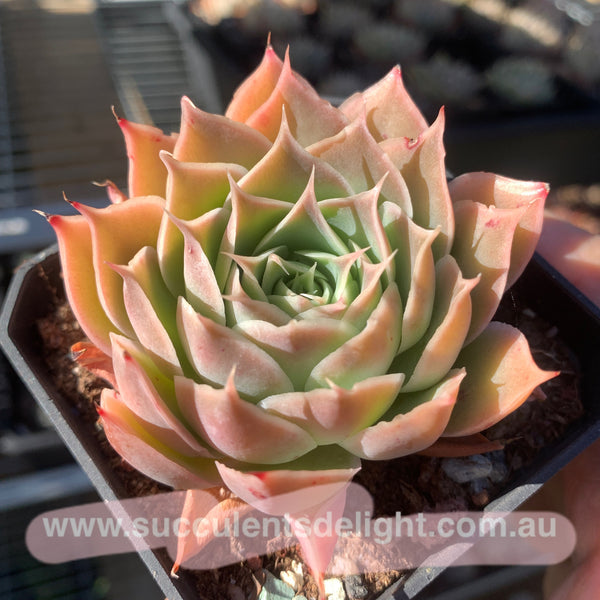 Echeveria Coral Velvet 珊瑚绒