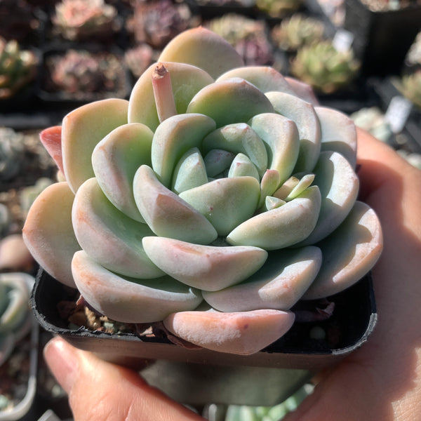 Echeveria Ice Dew 冰露