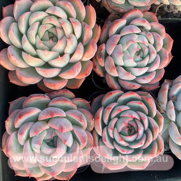 Echeveria Sweet Dream 甜梦