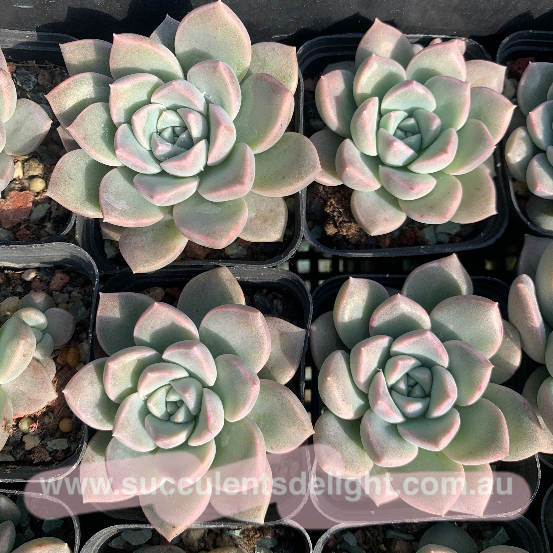 Pachyveria Beauty in Sea 海美人 Succulents Delight 2022 New Hybrid