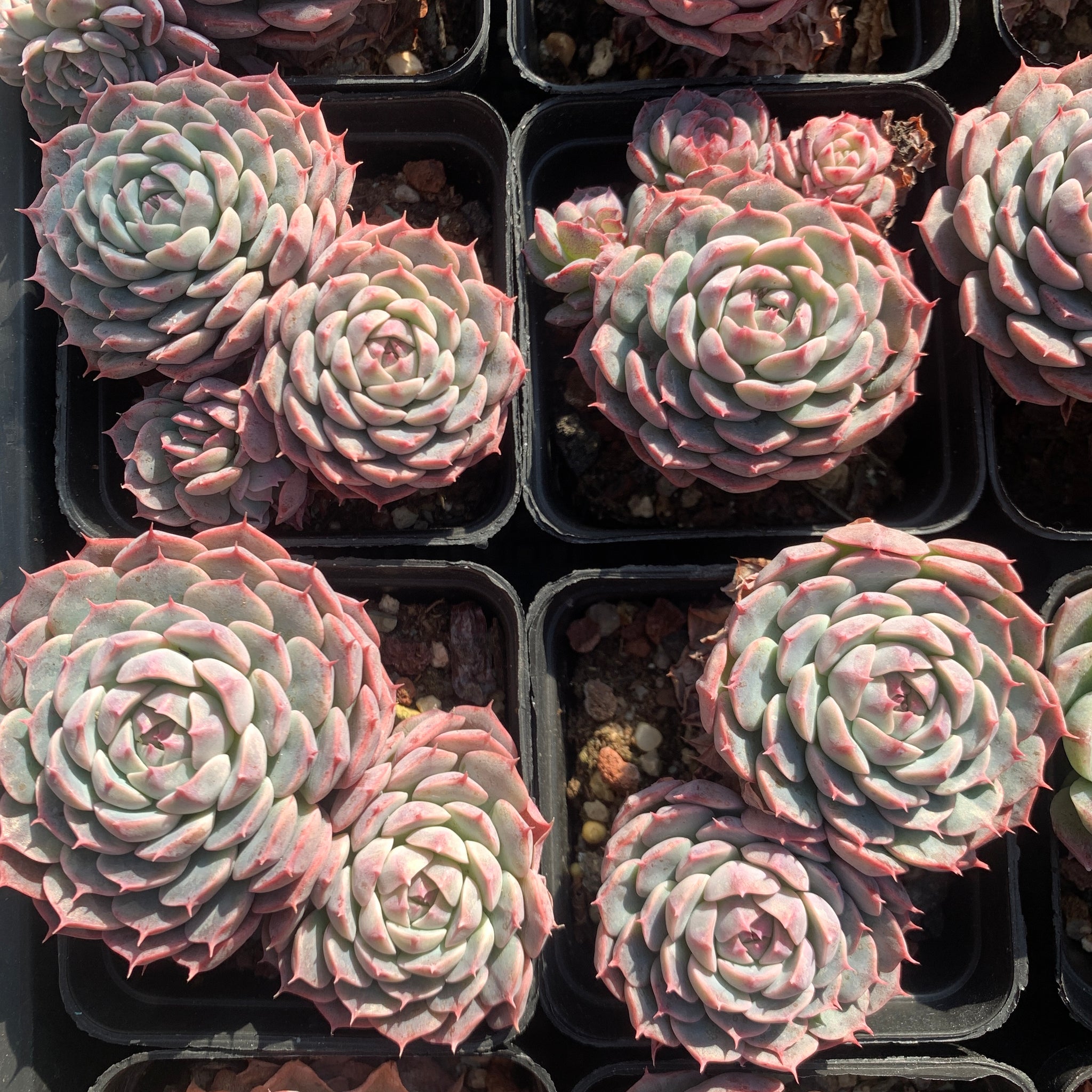 Special! Echeveria Alba Mini hybrid 2 heads 阿尔巴美妮杂双头