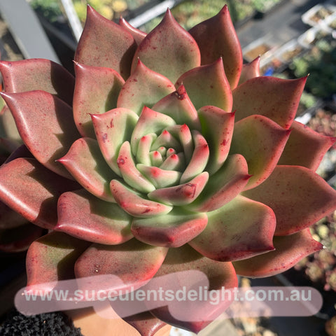 Echeveria Agavoides Romantica 浪漫主义 Succulents Delight 2023 Hybrid