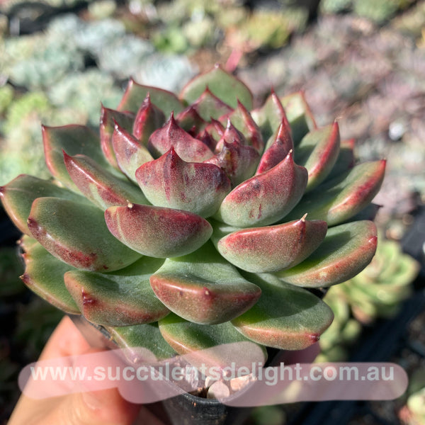 Echeveria Fantastic Light 奇异光芒