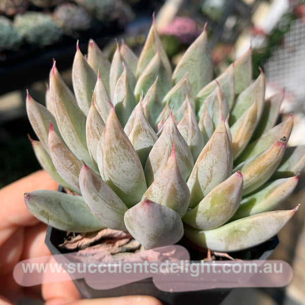 Echeveria White Dew (with dark lines) 白露（暗纹系）