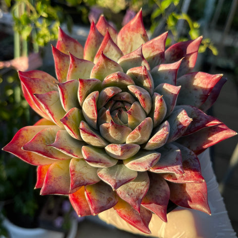 Echeveria Katarina 卡特琳娜  - Succulents Delight New Hybrid