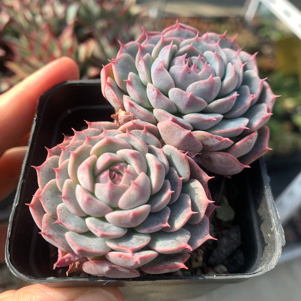 Special! Echeveria Alba Mini hybrid 2 heads 阿尔巴美妮杂双头