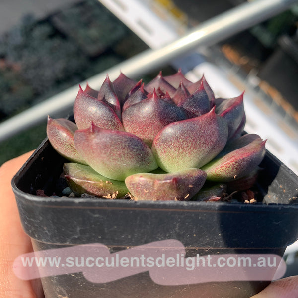Echeveria Fantasy Jade 梦幻翡翠 Succulent Delight New Hybrid