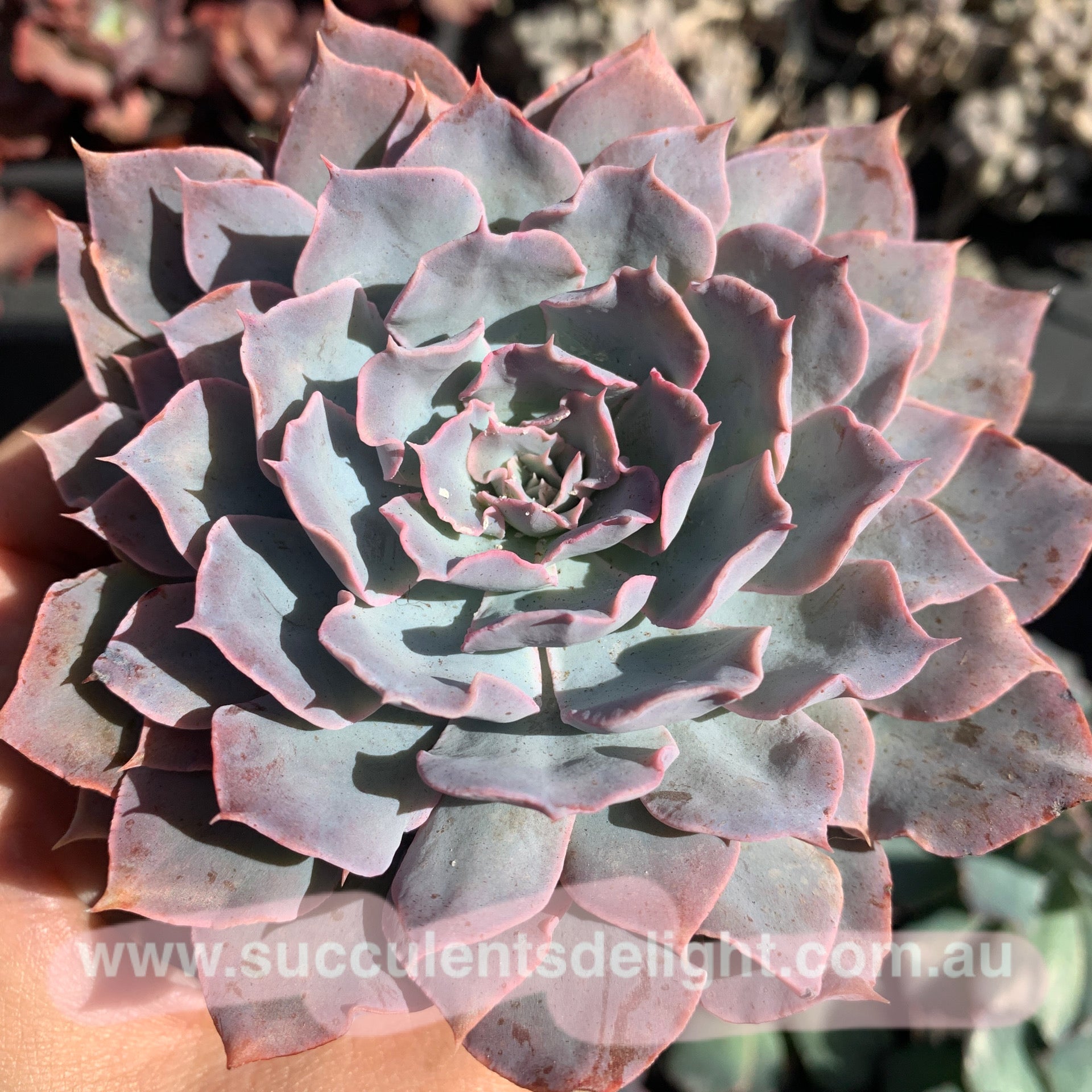 Echeveria Blue Heron 蓝色苍鹭