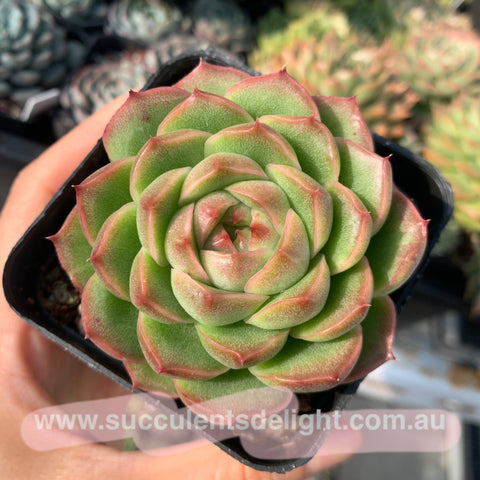 Echeveria Alba Jade 阿尔巴碧玉