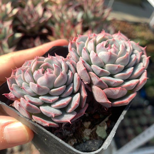 Special! Echeveria Alba Mini hybrid 2 heads 阿尔巴美妮杂双头