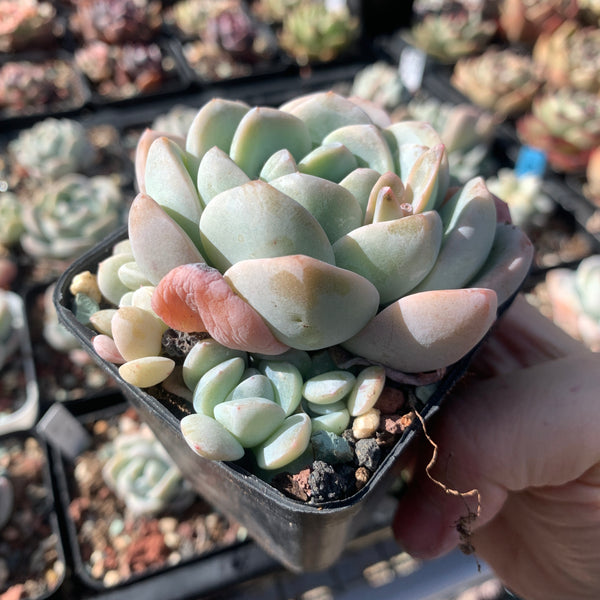 Echeveria Ice Dew 冰露