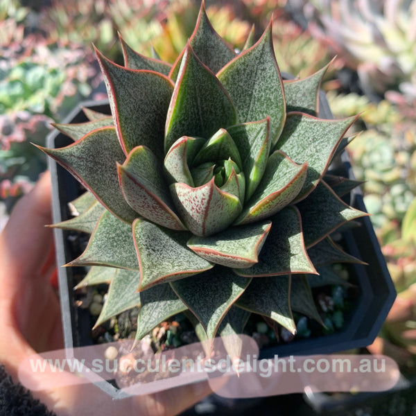 Echeveria purpusorum white form 白和锦