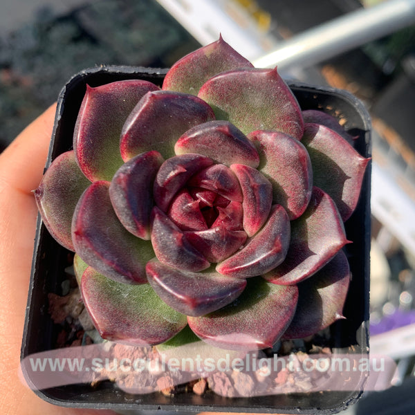 Echeveria Fantasy Jade 梦幻翡翠 Succulent Delight New Hybrid
