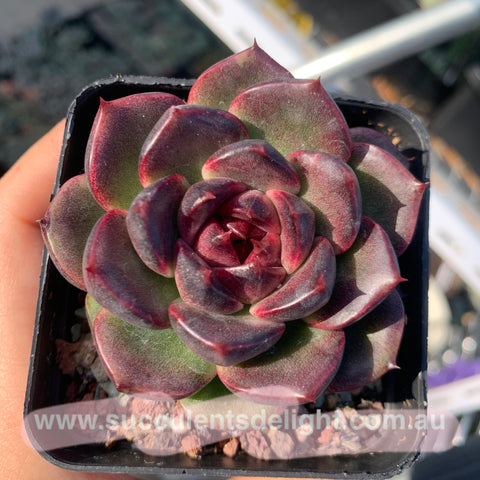 Echeveria Fantasy Jade (seed grown) 梦幻翡翠