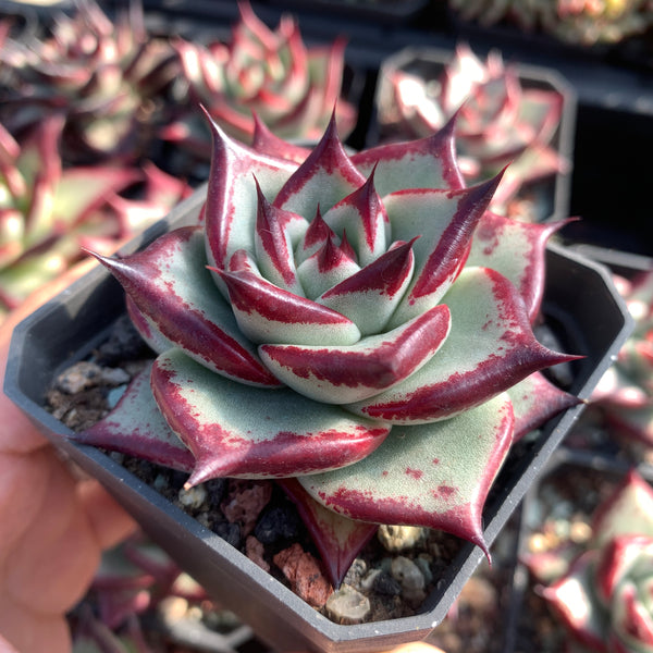 Echeveria Agavoides Ebony (selected) 优选乌木