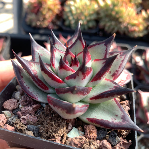 Echeveria Agavoides Ebony (selected) 优选乌木