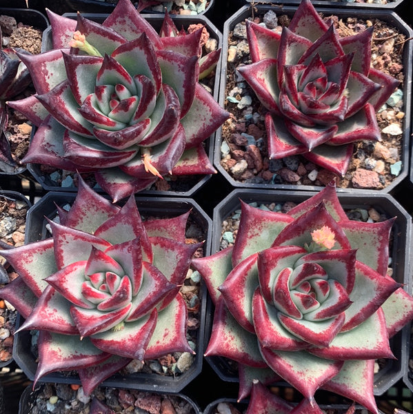 Echeveria Agavoides Ebony (selected) 优选乌木