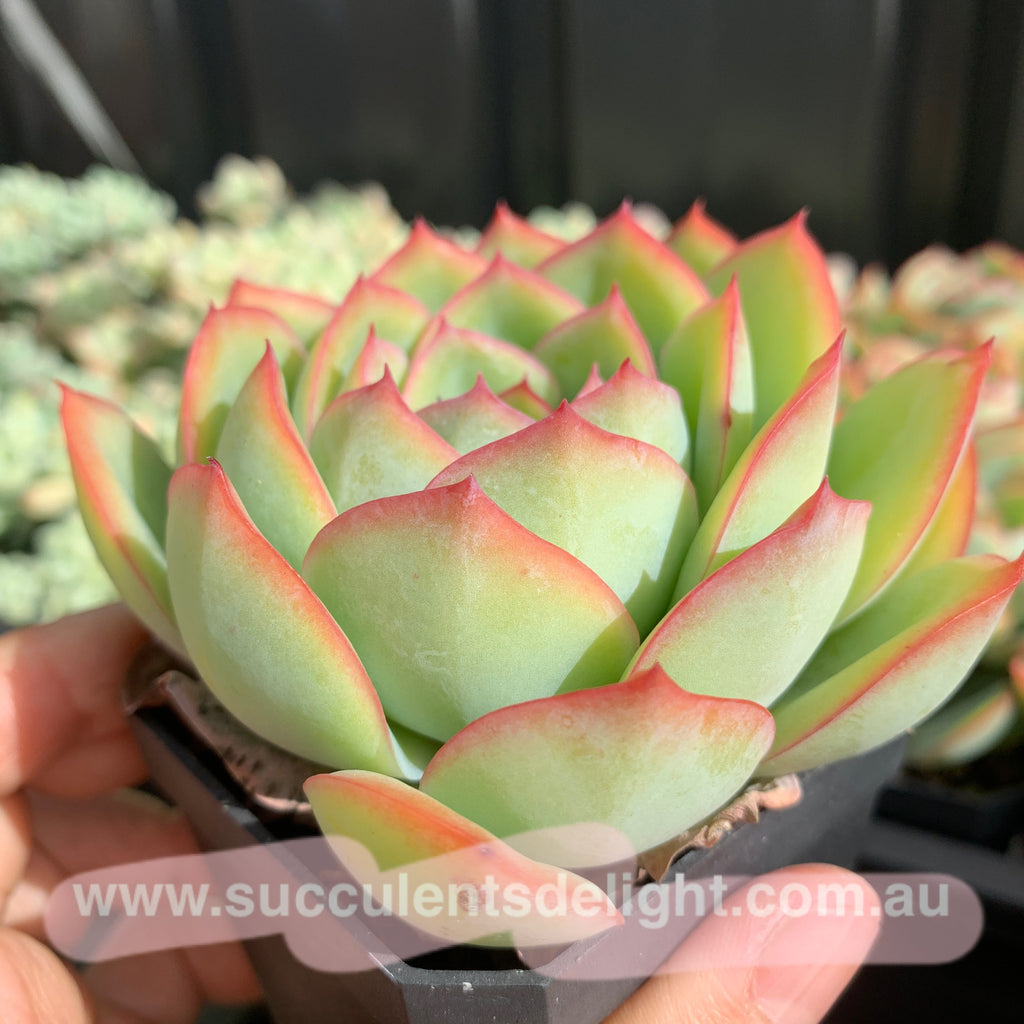 morning dew succulent Echeveria Morning Dew 晨露– Succulents Delight