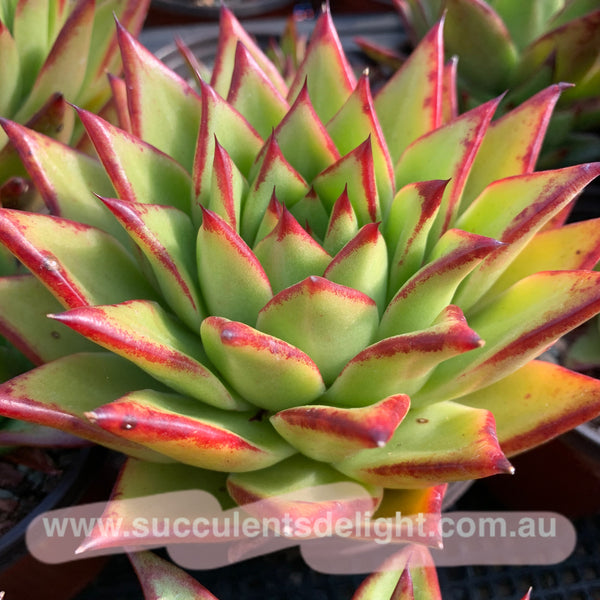 Echeveria Agavoides Lipsticks 口红