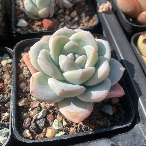 Echeveria Ice Dew 冰露