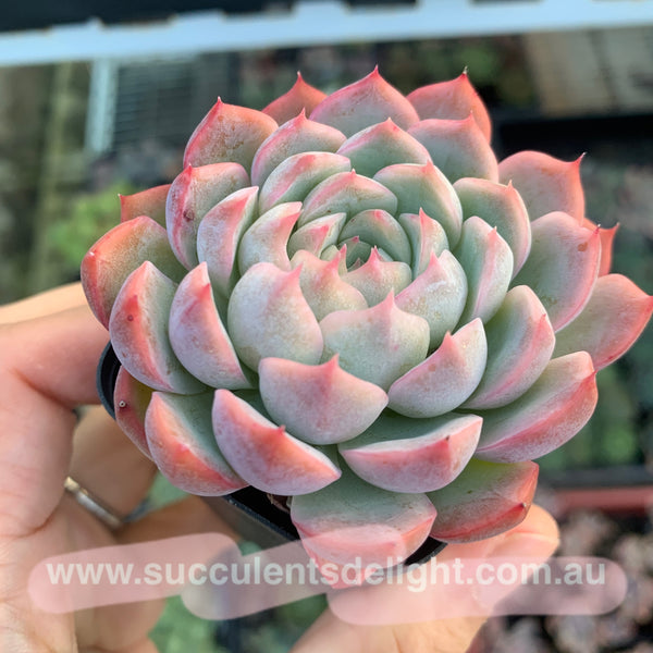 Echeveria Sweet Dream 甜梦