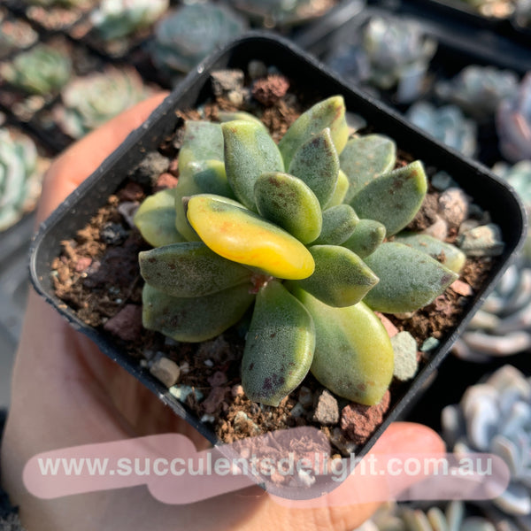 Adromischus hemisphaericus variegata 松虫水泡锦