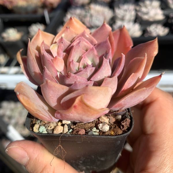Echeveria Light and Shadow 光影 - Succulents Delight 2022 New Hybrid
