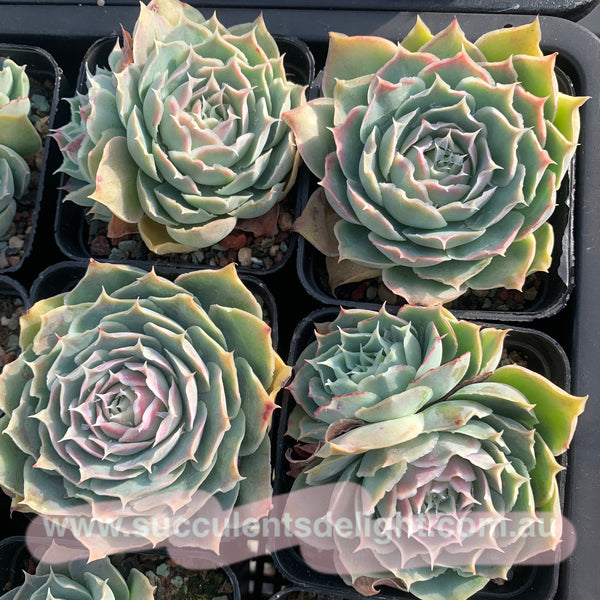 Echeveria Simulans Ascension 蓝丝绒