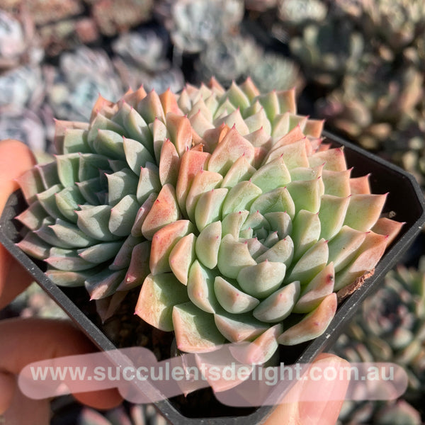 Echeveria White Sands 白沙