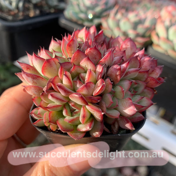 Echeveria Fairy Kiss 妖精之吻