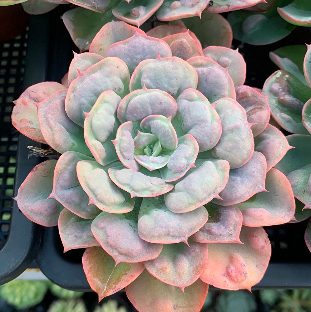 Echeveria Rain Drops 雨滴