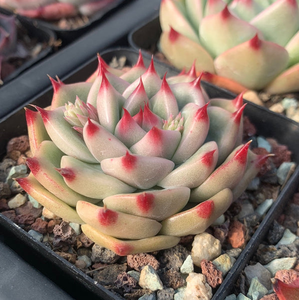 Echeveria Princess Jasmine 茉莉公主 Succulents Delight New Hybrid