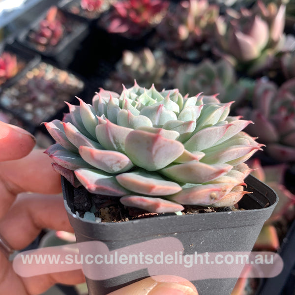 Echeveria Alba Mini hybrid eyelash  长睫毛阿尔巴美妮杂