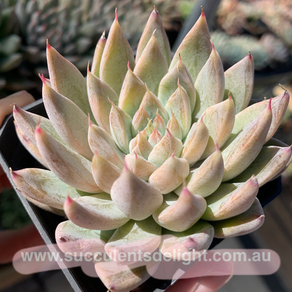 Echeveria White Dew (with dark lines) 白露（暗纹系）