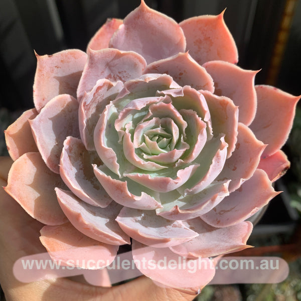 Echeveria Purple Naruto 紫火影