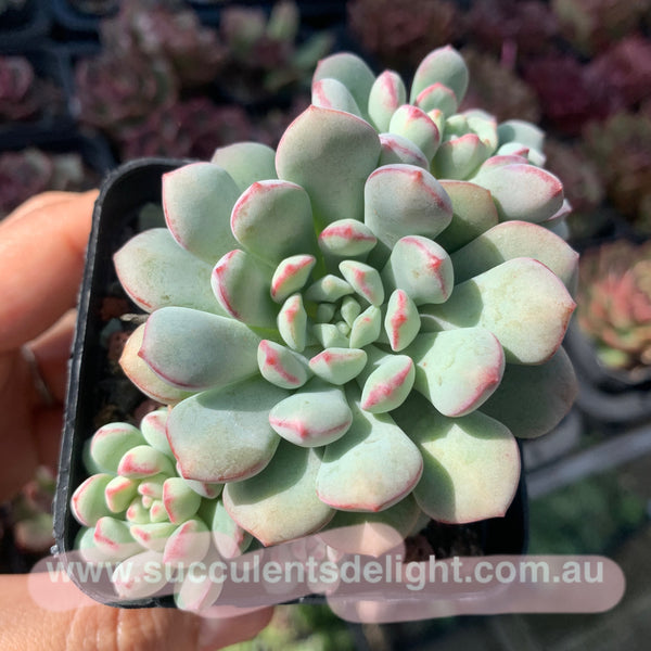 Echeveria meteorites beans 流星粉豆