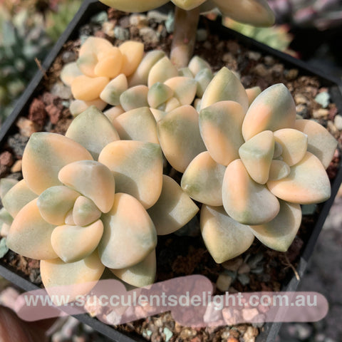 (Copy) bernalense variegata 美杏锦