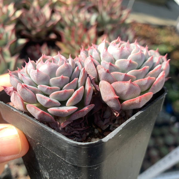 Special! Echeveria Alba Mini hybrid 2 heads 阿尔巴美妮杂双头