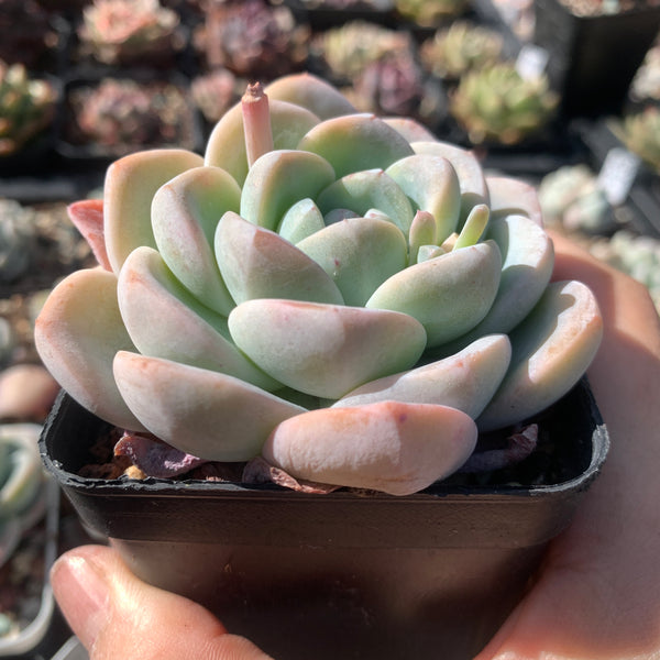 Echeveria Ice Dew 冰露