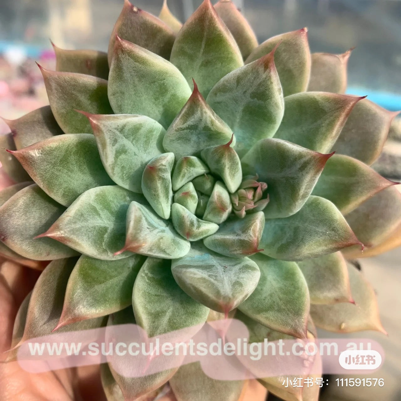 Echeveria Starry Night (with dark lines) 星夜（暗纹系）