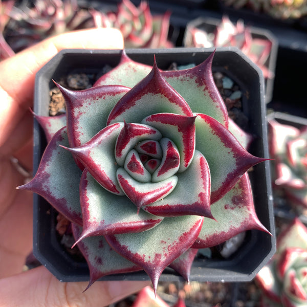 Echeveria Agavoides Ebony (selected) 优选乌木