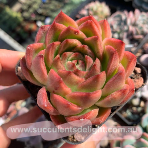 Echeveria Alba Jelly 阿尔巴果冻